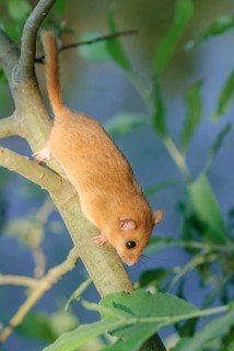 Female common dormouse (Muscardinus avellanarius) on a branch in bushy vegetation. bas rhin Alsace,