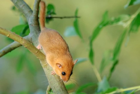 Female common dormouse (Muscardinus avellanarius) on a branch in bushy vegetation. bas rhin Alsace,