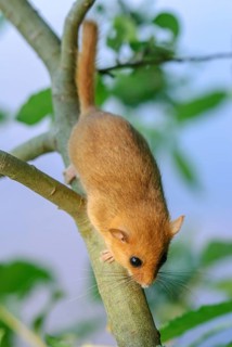 Female common dormouse (Muscardinus avellanarius) on a branch in bushy vegetation. bas rhin Alsace,