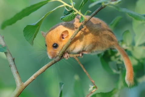 Female common dormouse (Muscardinus avellanarius) on a branch in bushy vegetation. bas rhin Alsace,
