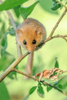 Female common dormouse (Muscardinus avellanarius) on a branch in bushy vegetation. bas rhin Alsace,