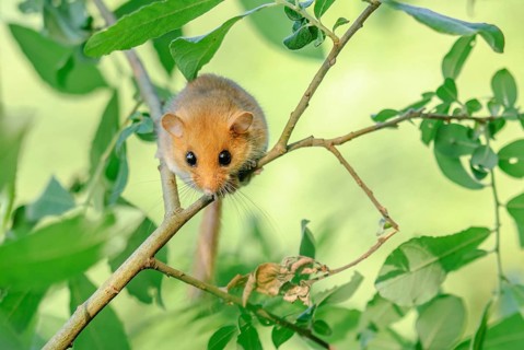 Female common dormouse (Muscardinus avellanarius) on a branch in bushy vegetation. bas rhin Alsace,
