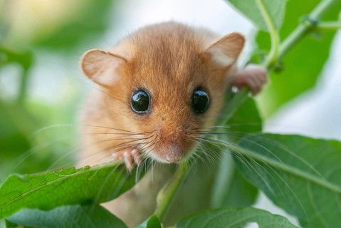 Female common dormouse (Muscardinus avellanarius) on a branch in bushy vegetation. bas rhin Alsace,