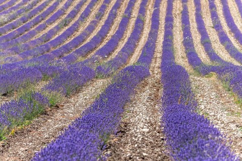 Lavender (Lavandula) listed in the inventory of intangible cultural heritage in France. Sault,