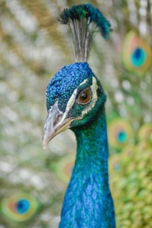 Portrait of a male blue peacock (Pavo cristatus) in a garden. Ouarzazate, Draa-Tafilalet, Morocco,