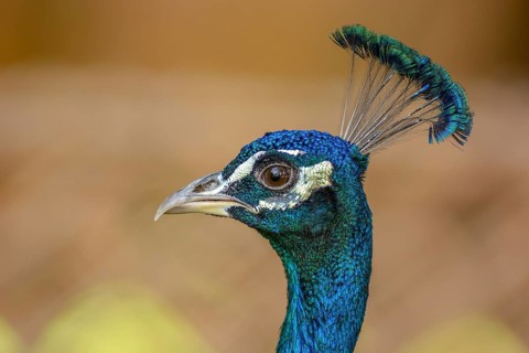 Portrait of a male blue peacock (Pavo cristatus) in a garden. Ouarzazate, Draa-Tafilalet, Morocco,
