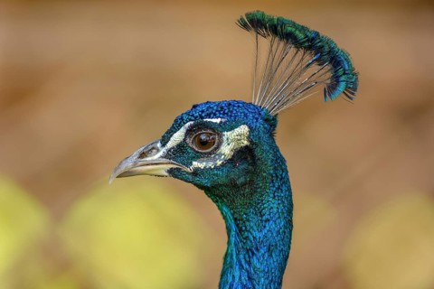 Portrait of a male blue peacock (Pavo cristatus) in a garden. Ouarzazate, Draa-Tafilalet, Morocco,
