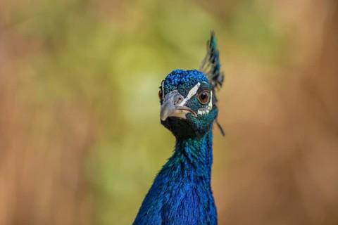 Portrait of a male blue peacock (Pavo cristatus) in a garden. Ouarzazate, Draa-Tafilalet, Morocco,