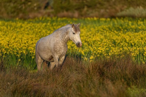 Camargue horse in a marsh filled with yellow irises. Saintes Maries de la Mer, Camargue, Arles,