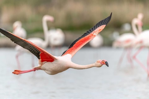 Flamingos (Phoenicopterus roseus) in flight from a pond. Saintes Maries de la Mer, Parc naturel