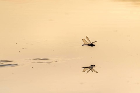 A dragon fly lays its eggs while hovering over the water of a moor. Bas Rhin, Alsace, France,