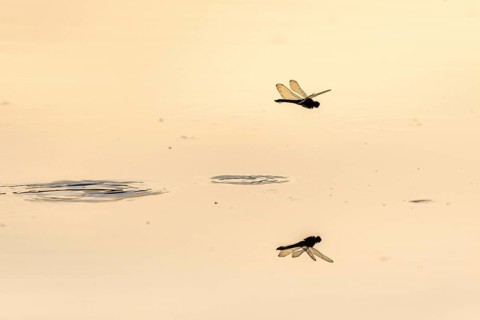 A dragon fly lays its eggs while hovering over the water of a moor. Bas Rhin, Alsace, France,