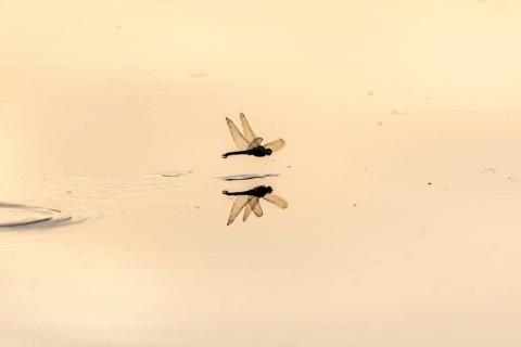 A dragon fly lays its eggs while hovering over the water of a moor. Bas Rhin, Alsace, France,