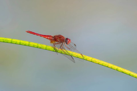 Male scarlet crocothemis (Crocothemis erythraea) perched on a rush stem. Bas Rhin, Alsace, France,