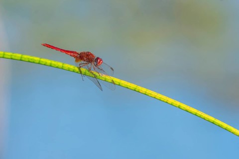 Male scarlet crocothemis (Crocothemis erythraea) perched on a rush stem. Bas Rhin, Alsace, France,