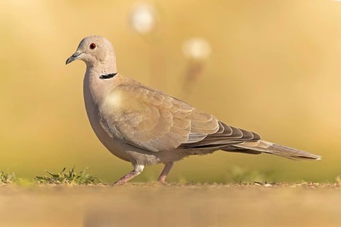 Eurasian collared dove (Streptopelia decaocto) foraging, Kiskunsag National Park, Hungary, Europe