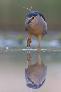 Black crowned night heron (Nycticorax nycticorax) portrait, in splendid plumage with decorative