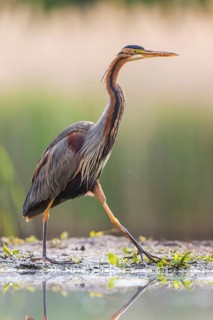 Purple heron (Ardea purpurea) in splendid plumage with decorative feathers, fishing, hunting, on