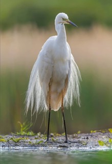 Great egret (Ardea alba) in splendid plumage with decorative feathers, fishing, hunting, on the