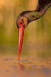 Black stork (Ciconia nigra) fishing, hunting, on the lookout, looking for food, with white fish as