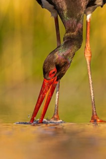 Black stork (Ciconia nigra) fishing, hunting, on the lookout, looking for food, with white fish as