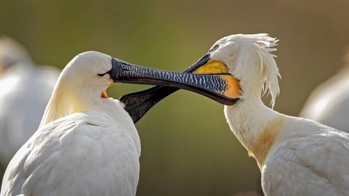 Eurasian spoonbill (Platalea leucorodia) also called spoonbill, interaction between two birds,