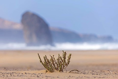Sandy beach beach by the sea, swell pure nature, nature park with mountain range of the Jandia