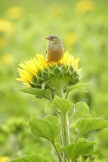 Ortolan bunting (Emberiza hortulana) Long-distance migrant, colourful and warmth-loving bird,