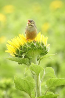 Ortolan bunting (Emberiza hortulana) Long-distance migrant, colourful and warmth-loving bird,