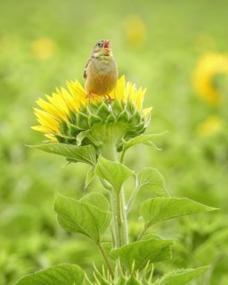 Ortolan bunting (Emberiza hortulana) Long-distance migrant, colourful and warmth-loving bird,
