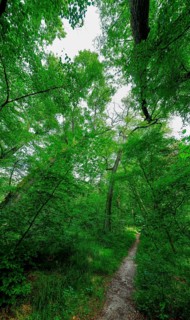 Trees in the Colbitz Linden Forest in the Colbitz-Letzlinger Heide, Colbitz, Saxony-Anhalt,