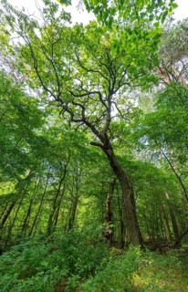 Trees in the Colbitz Linden Forest in the Colbitz-Letzlinger Heide, Colbitz, Saxony-Anhalt,
