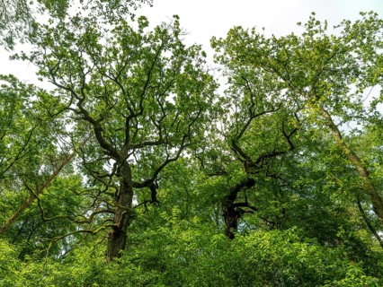Trees in the Colbitz Linden Forest in the Colbitz-Letzlinger Heide, Colbitz, Saxony-Anhalt,