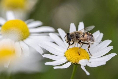 Drone fly (Eristalis interrupta), Emsland, Lower Saxony, Germany, Europe