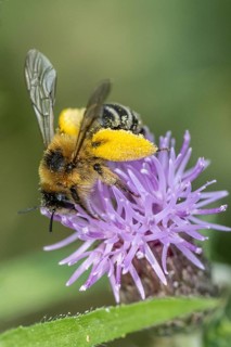Pollen-laden honey bee (Apis mellifera), Emsland, Lower Saxony, Germany, Europe