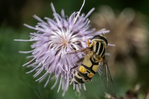 Large marsh hoverfly (Helophilus trivittatua), Emsland, Lower Saxony, Germany, Europe