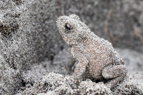 Young natterjack toad (Epidalea calamita), Emsland, Lower Saxony, Germany, Europe