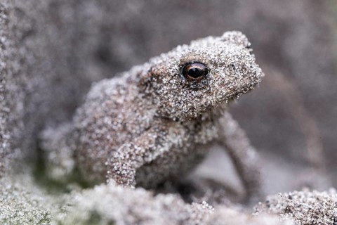 Young natterjack toad (Epidalea calamita), Emsland, Lower Saxony, Germany, Europe