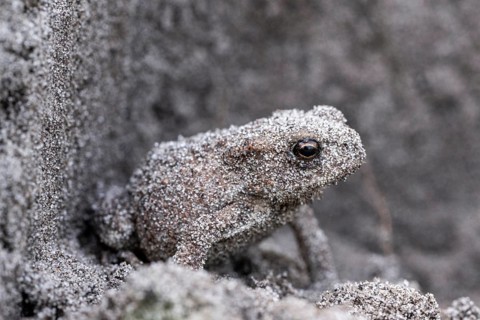Young natterjack toad (Epidalea calamita), Emsland, Lower Saxony, Germany, Europe