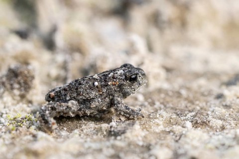 Young natterjack toad (Epidalea calamita), Emsland, Lower Saxony, Germany, Europe