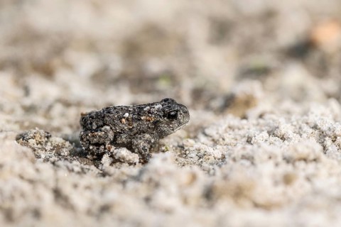 Young natterjack toad (Epidalea calamita), Emsland, Lower Saxony, Germany, Europe