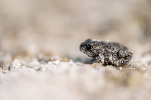 Young natterjack toad (Epidalea calamita), Emsland, Lower Saxony, Germany, Europe