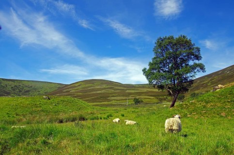 Sheep grazing on a green meadow under a blue sky, Highlands, Braemar, Ballater, Scotland, Great
