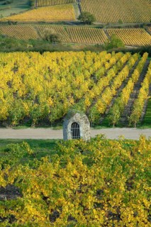 A scenic vineyard in autumn with rows of grapevines displaying vibrant yellow leaves and a small