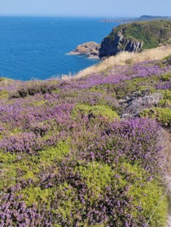 A scenic coastal view with purple heather, green foliage, and rugged cliffs overlooking a blue