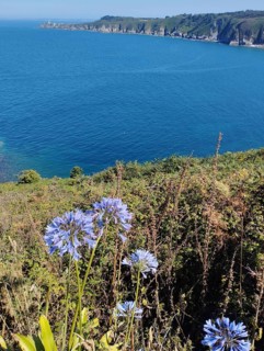 A scenic coastline with blue ocean waters, cliffs in the background, and purple flowers in the