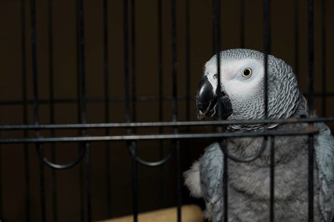 Parrot yaco Psittacus erithacus inside its cage looking curiously at the camera with a dark