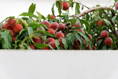 Peach tree with ripe fruit behind a white wall with copy space