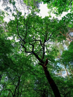 Trees in the Colbitz Linden Forest in the Colbitz-Letzlinger Heide, Colbitz, Saxony-Anhalt,