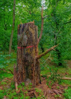 Tree stump in the Colbitz lime tree forest in the Colbitz-Letzlinger Heide, Colbitz, Saxony-Anhalt,